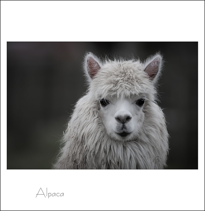 Alpaca Staphorst Kinderboerderij Samenzo